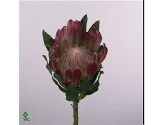 Proteja Brenda c1500