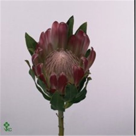 Proteja Brenda c1500
