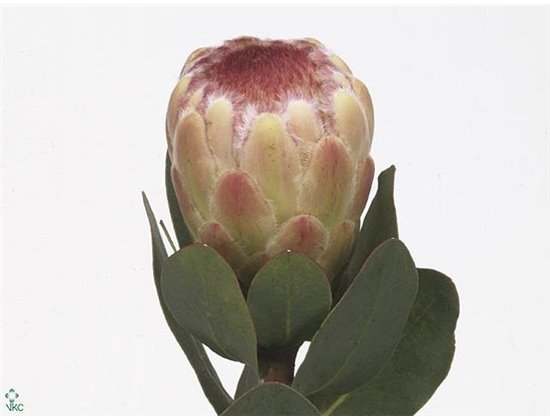 Proteja Grandicolor c1503
