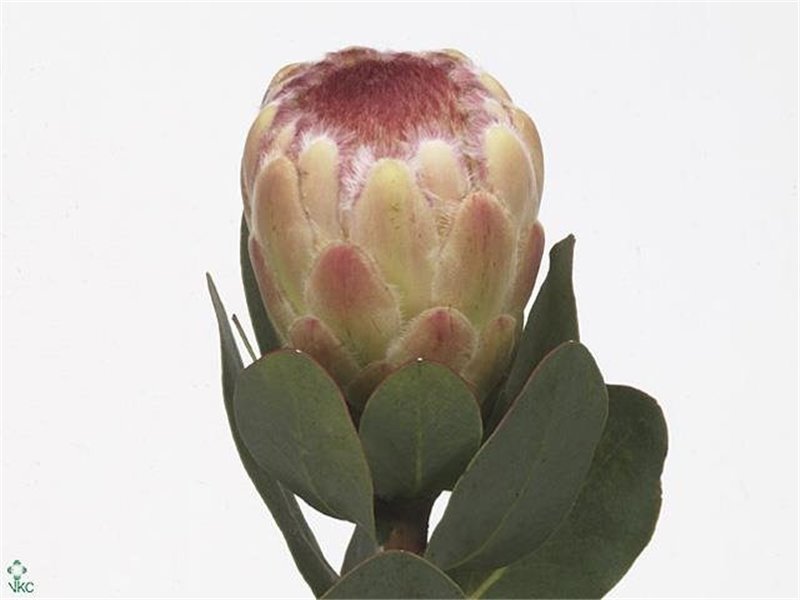 Proteja Grandicolor c1503