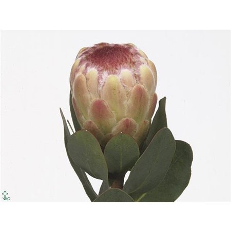 Proteja Grandicolor c1503