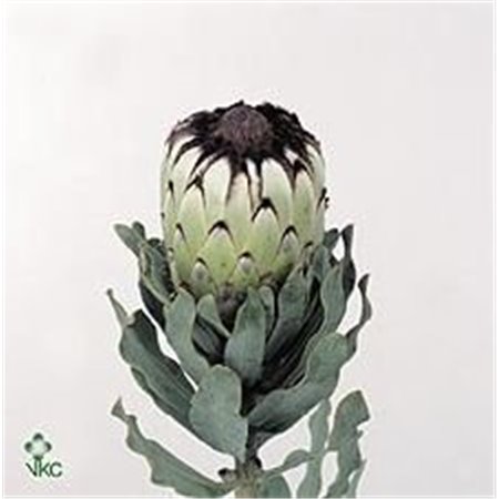 Proteja Grandicolor c1504