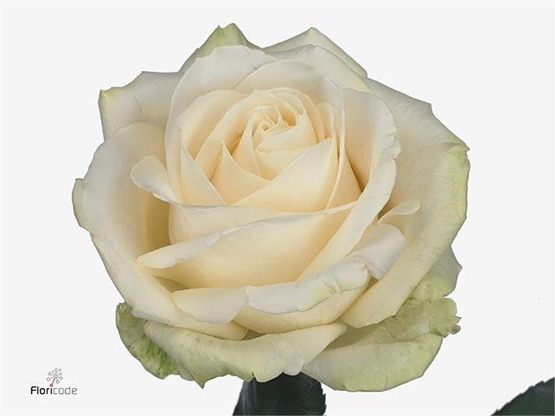 Vrtnica Four Seasons c1683