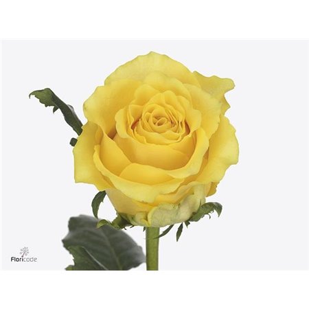 Vrtnica Golden Smile c1687