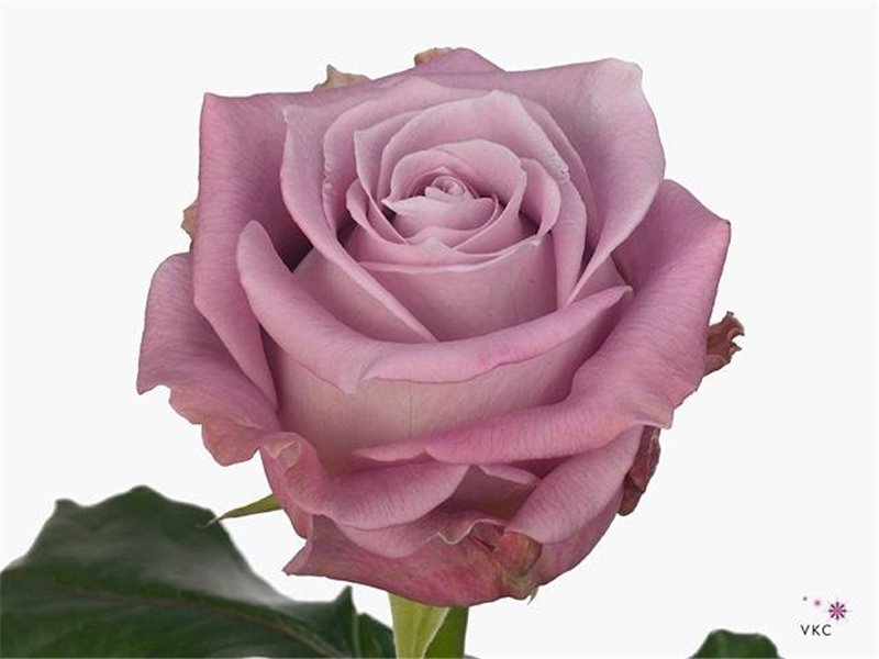 Vrtnica Maritim c1721