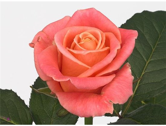 Vrtnica Miss Piggy Allure c1733