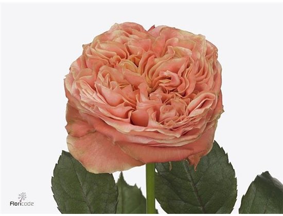 Vrtnica Peach Funky c1753