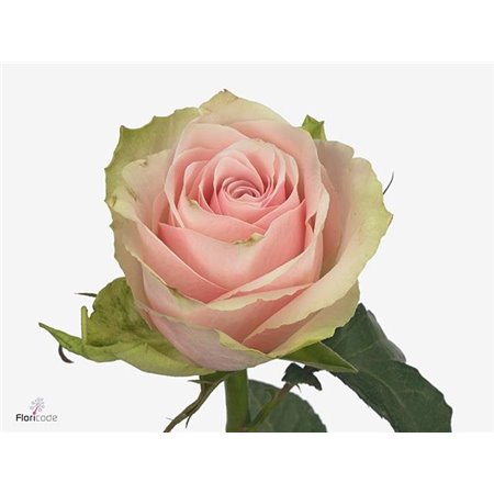 Vrtnica Pink Athena c1759