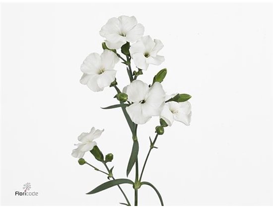 Nagelj Single flowered Solomio Ard c1893