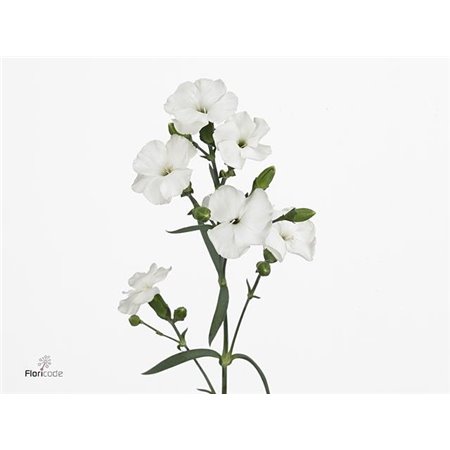 Nagelj Single flowered Solomio Ard c1893