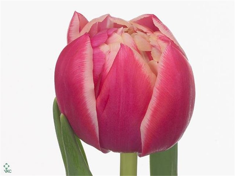 Tulipan Double Columbus c1927