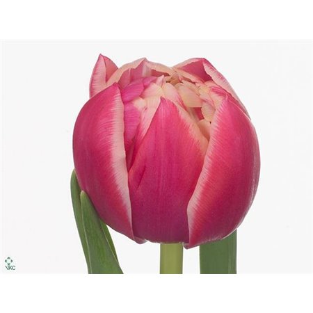 Tulipan Double Columbus c1927