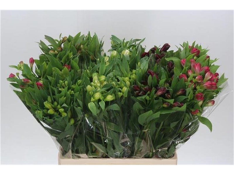 Alst.short Mixed in bucket c38