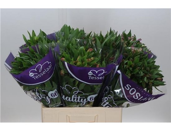 Alst.short Mixed in bucket Import Ex c40