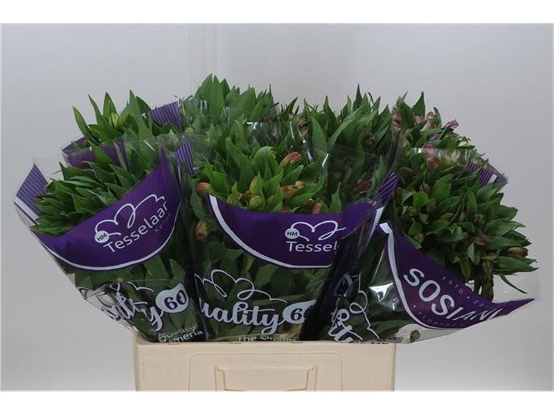 Alst.short Mixed in bucket Import Ex c40