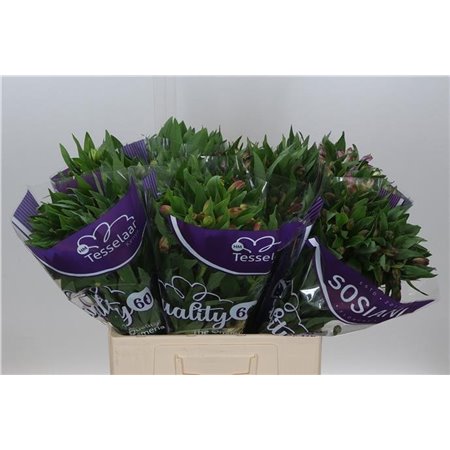 Alst.short Mixed in bucket Import Ex c40