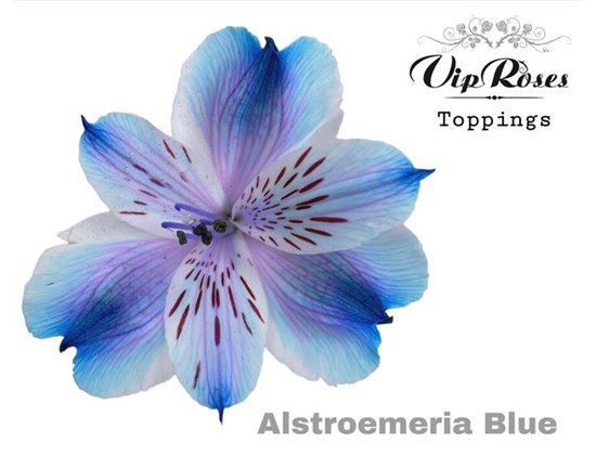 Alstromerija Blue c54