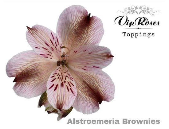 Alstromerija Brownies c55
