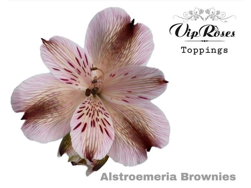 Alstromerija Brownies c55