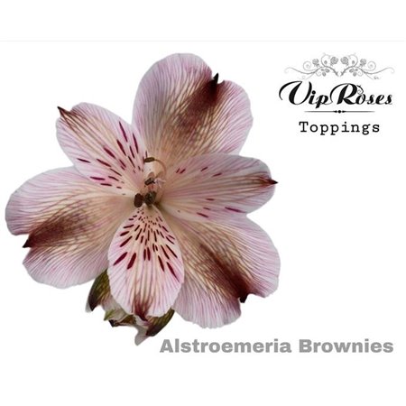 Alstromerija Brownies c55
