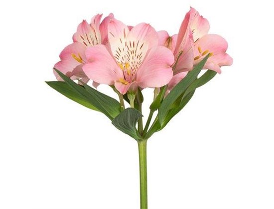 Alstromerija Fancy Light Pink c67