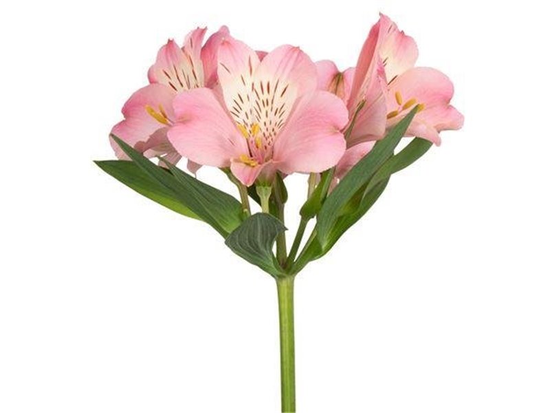 Alstromerija Fancy Light Pink c67