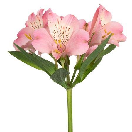 Alstromerija Fancy Light Pink c67
