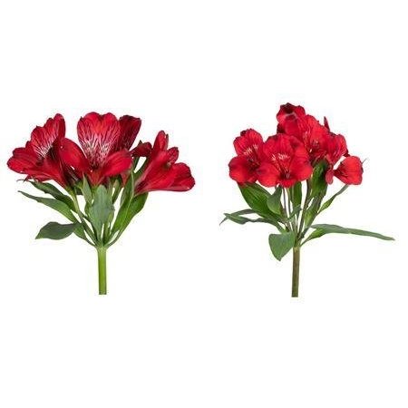 Alstromerija Fancy Red c69
