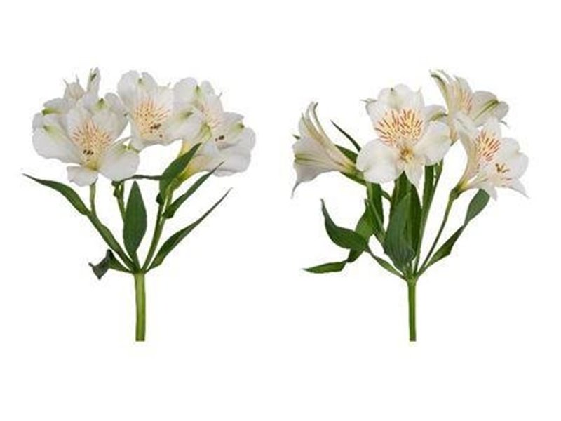 Alstromerija Fancy White c70