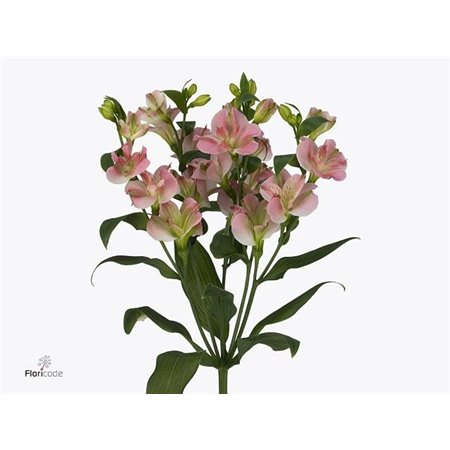 Alstromerija Fl Charmelia c72