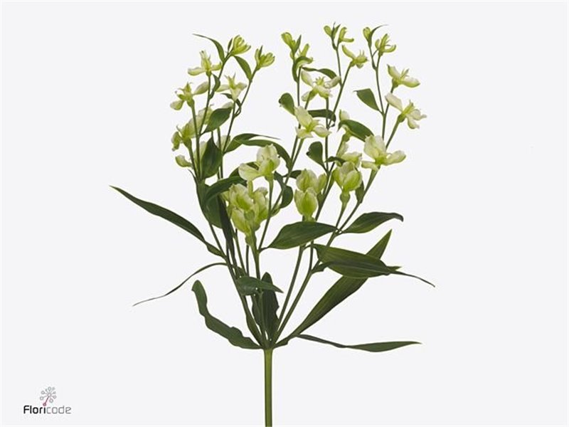 Alstromerija Fl Jade c75