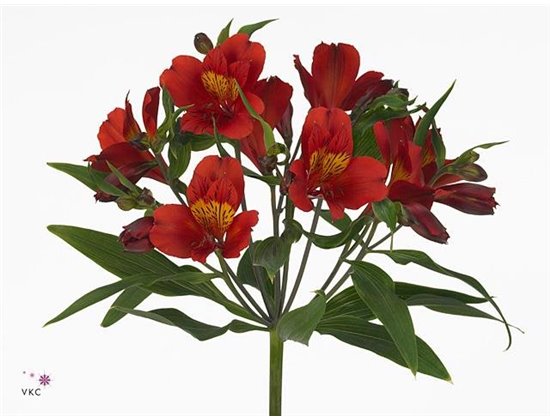 Alstromerija Hot Pepper Import c79