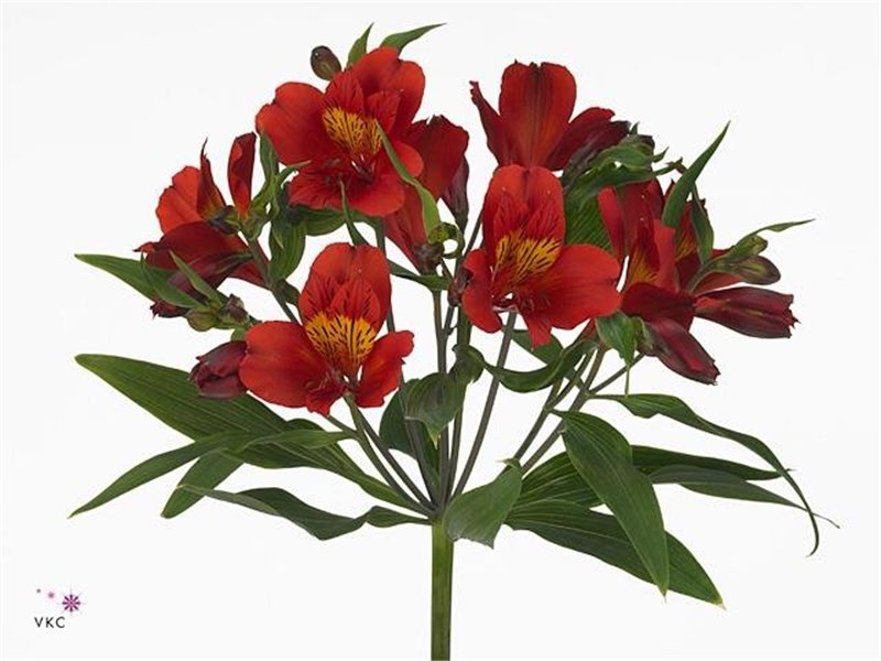 Alstromerija Hot Pepper Import c79