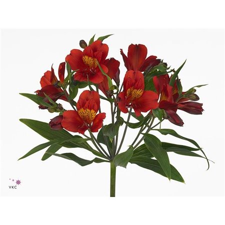 Alstromerija Hot Pepper Import c79