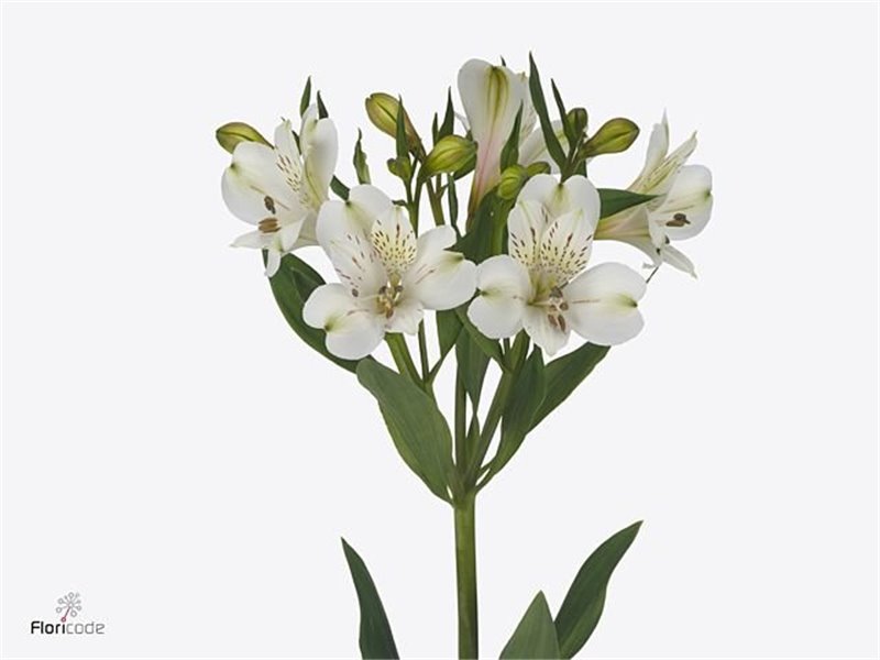 Alstromerija White Swan c107