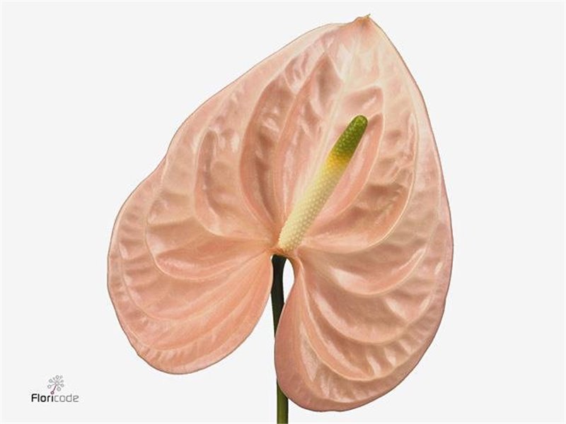 Anthurium A Cheers c139