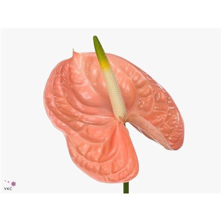 Anthurium A Evita Pink c142