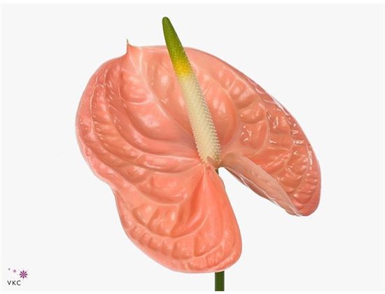 Anthurium A Evita Pink c143