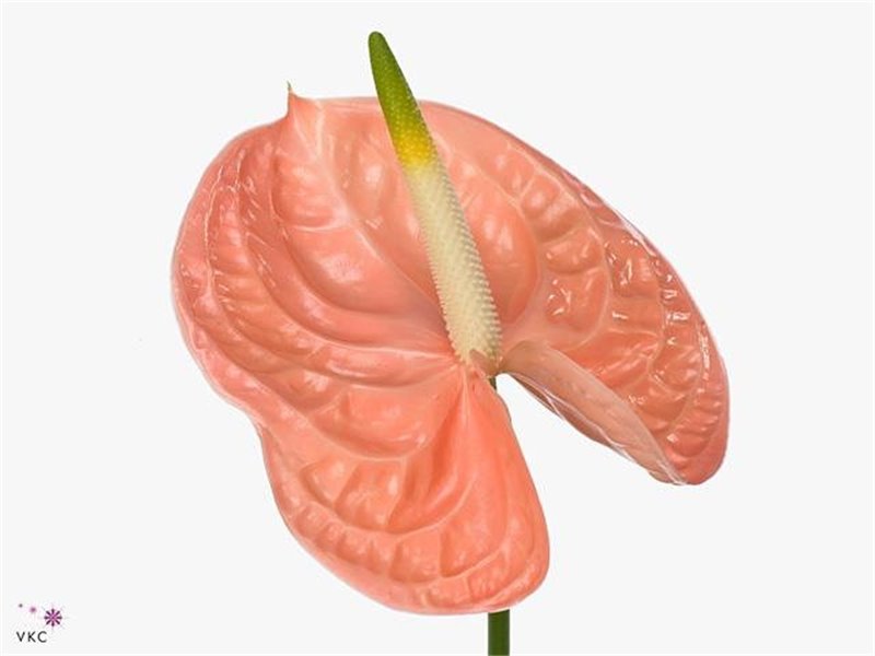 Anthurium A Evita Pink c143