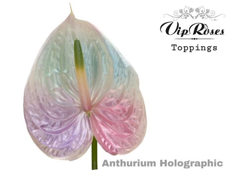 Anthurium A Holographic c147