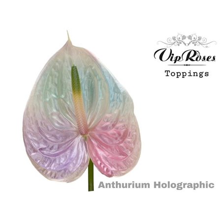 Anthurium A Holographic c147