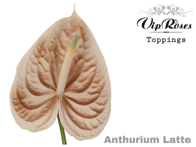 Anthurium A Latte c148