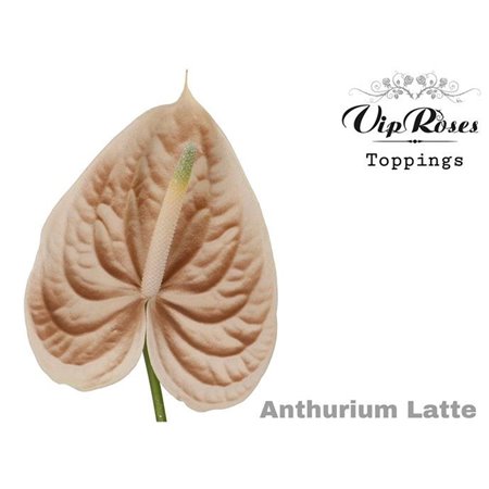 Anthurium A Latte c148