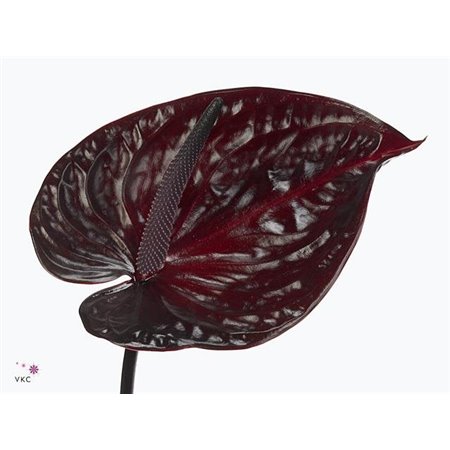 Anthurium A Mixed c153
