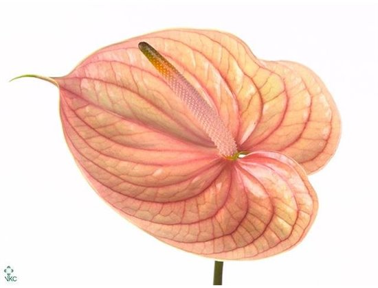 Anthurium A Nunzia c154