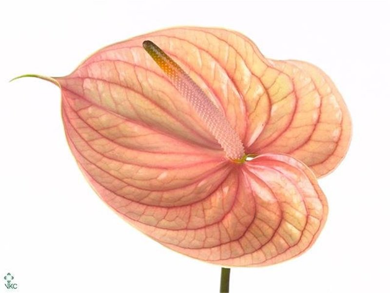 Anthurium A Nunzia c154