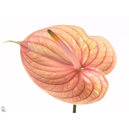 Anthurium A Nunzia c154