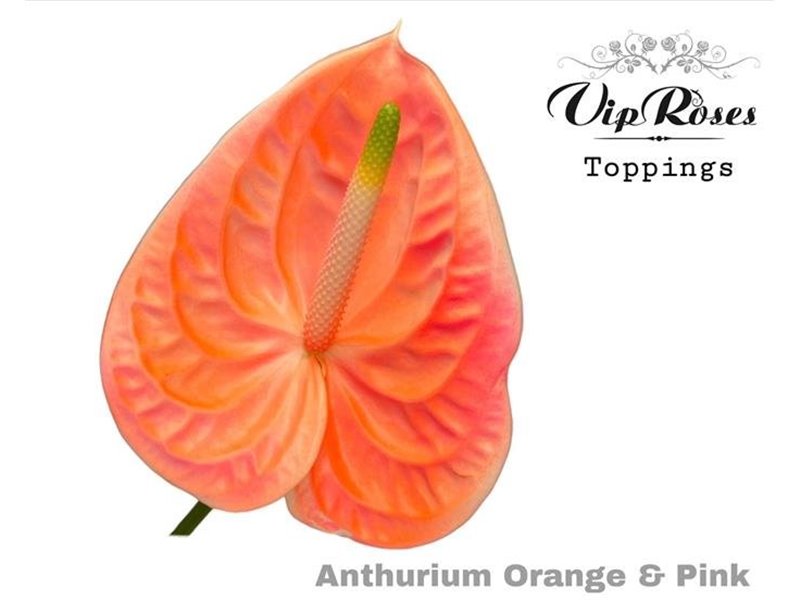 Anthurium A Orange & Pink c155