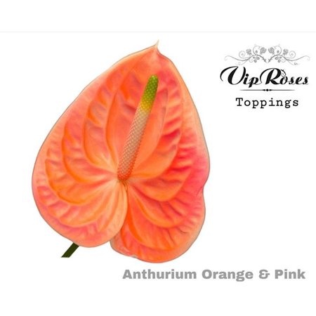 Anthurium A Orange & Pink c155