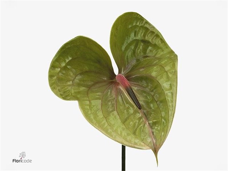 Anthurium A Pistache c156